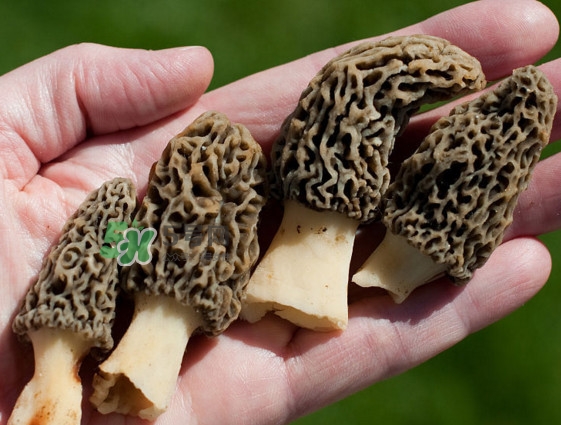 羊肚菌種植是不是騙局？羊肚菌的種植技術(shù)