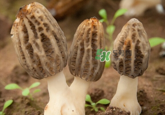 羊肚菌有假的嗎？野生羊肚菌有幾種？