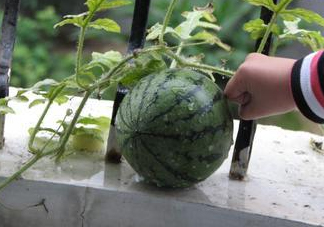 八月份能種西瓜嗎？大棚八月可以種西瓜嗎？