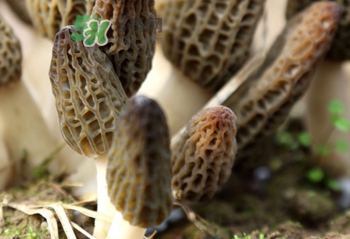 羊肚菌能治什么病？羊肚菌能冷凍保鮮嗎