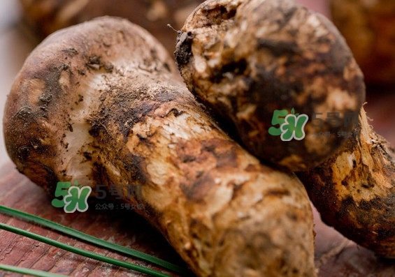 干松茸多少錢一斤？野生松茸多少錢一斤？