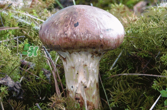 松茸是發(fā)物嗎？松茸是熱性還是涼性？