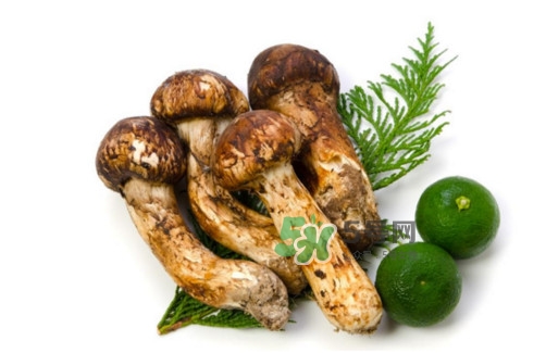 新鮮松茸怎么吃？松茸怎么吃最有營養(yǎng)