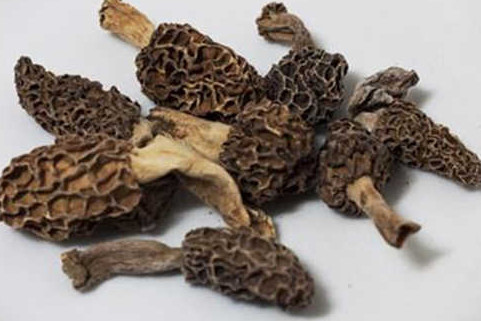 羊肚菌有毒嗎？羊肚菌可以人工種植嗎？