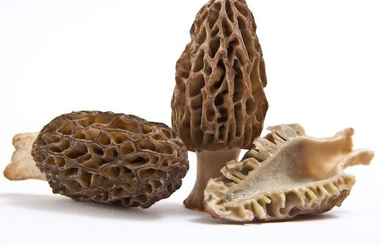 羊肚菌有毒嗎？羊肚菌可以人工種植嗎？