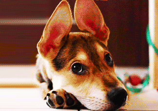 三伏天狗狗不吃飯?jiān)趺崔k？三伏天狗狗不吃飯?jiān)趺椿厥拢?><p><strong>三伏天狗狗不吃飯?jiān)趺崔k？三伏天狗狗不吃飯?jiān)趺椿厥拢?/strong></p></a></li> <li><a href=