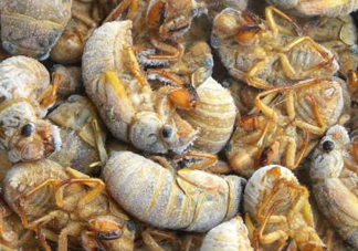 知了猴可以帶上飛機(jī)嗎？知了猴能帶上飛機(jī)嗎？