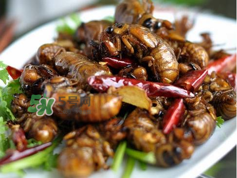 知了猴為什么有大有?。勘戎撕镄〉慕惺裁?？