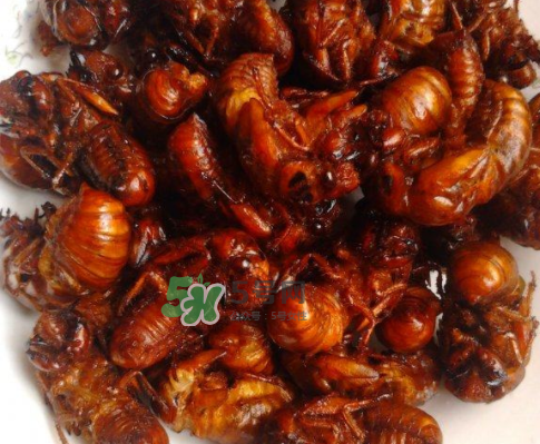 知了猴為什么有大有??？比知了猴小的叫什么？