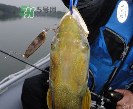 鳡魚好吃嗎？鳡魚刺多嗎