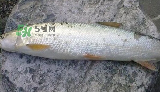 鳡魚好吃嗎？鳡魚刺多嗎