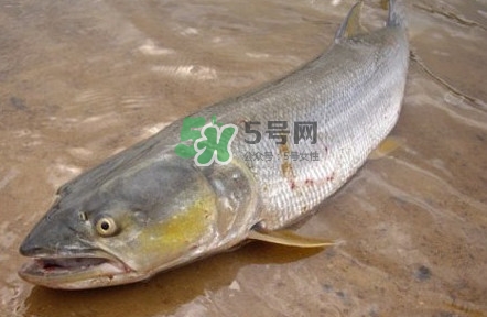 鳡魚(yú)怎么釣？鳡魚(yú)在魚(yú)缸里怎么養(yǎng)