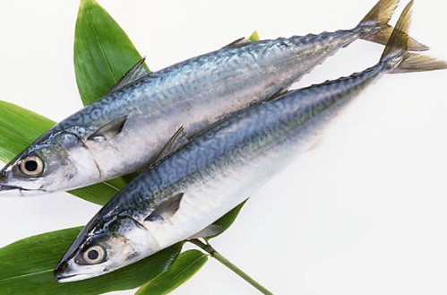 鳡魚吃什么？翹嘴魚和鳡魚有什么區(qū)別