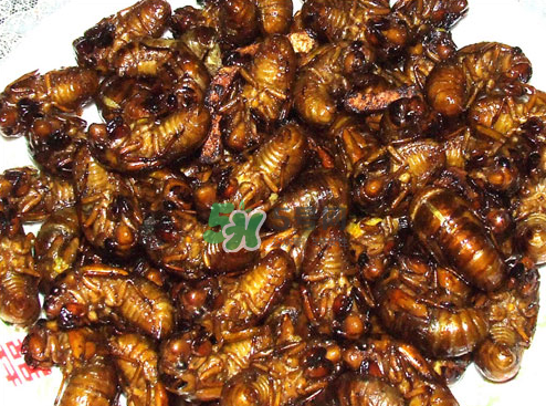 知了猴可以帶上飛機嗎？知了猴能帶上飛機嗎？