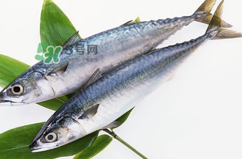 一般鳡魚能長到多大？鳡魚與假鳡魚怎么區(qū)分