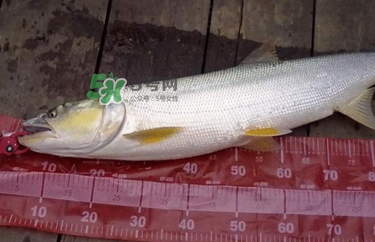 一般鳡魚能長到多大？鳡魚與假鳡魚怎么區(qū)分