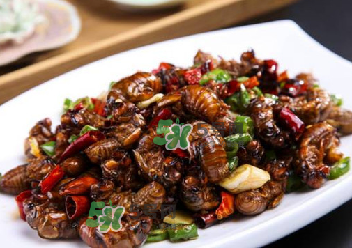 知了猴什么味道？知了猴好吃嗎？