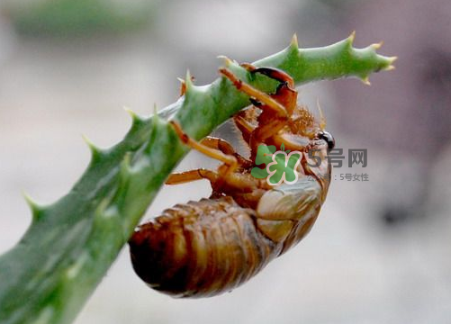 金蟬怎么保存一夜不死？怎樣保存一夜金蟬不死？