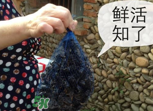 金蟬怎么保存一夜不死？怎樣保存一夜金蟬不死？