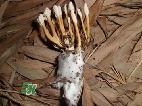 金蟬花可以放在冰箱嗎？新鮮金蟬花怎么保存？