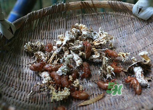 金蟬花可以放在冰箱嗎？新鮮金蟬花怎么保存？