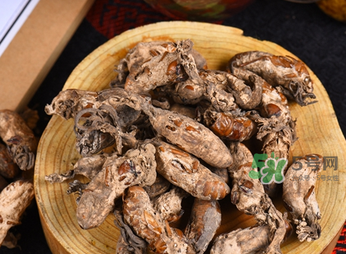 金蟬花可以放在冰箱嗎？新鮮金蟬花怎么保存？