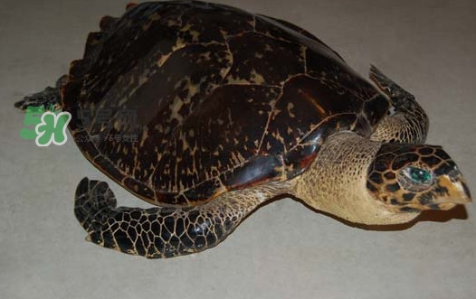 玳瑁價格多少錢一只？玳瑁標本多少錢一只