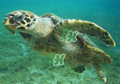 玳瑁是什么？玳瑁是國(guó)家保護(hù)動(dòng)物嗎？
