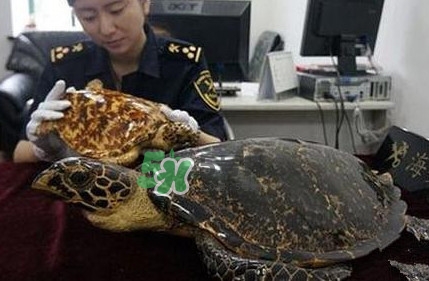 買賣玳瑁違法嗎？買賣玳瑁制品違法嗎