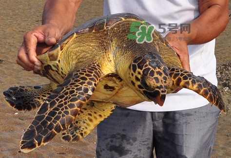 玳瑁標(biāo)本有收藏價(jià)值嗎？玳瑁的功效與作用