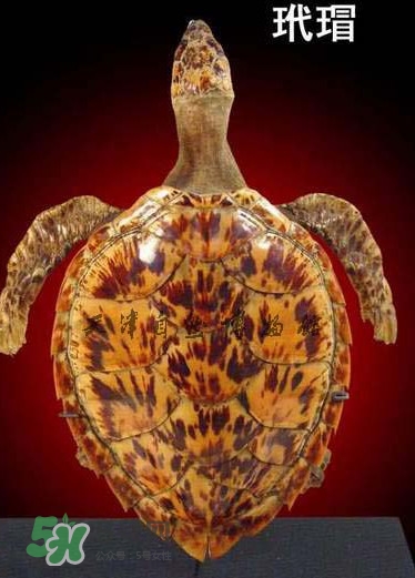 玳瑁色是什么顏色？玳瑁手鐲是什么做的