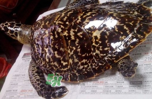 為什么玳瑁能消化玻璃？玳瑁與海龜?shù)膮^(qū)別