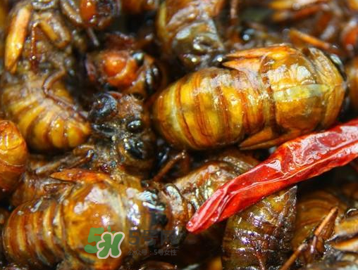 知了和蝦能一起吃嗎？知了猴能和蝦一起吃嗎？