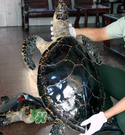 為什么玳瑁能消化玻璃？玳瑁與海龜?shù)膮^(qū)別