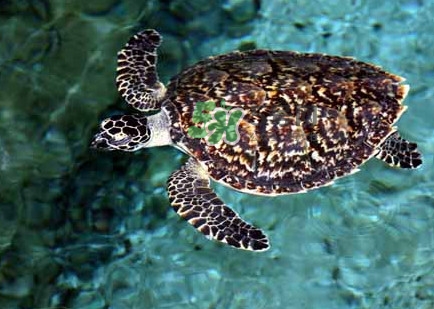 玳瑁龜好養(yǎng)嗎？養(yǎng)玳瑁龜違法嗎