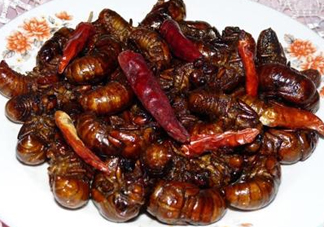 知了猴為什么有大有??？比知了猴小的叫什么？