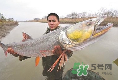 一般鳡魚能長到多大？鳡魚與假鳡魚怎么區(qū)分