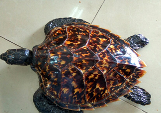 玳瑁價格多少錢一只？玳瑁標(biāo)本多少錢一只