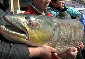 鳡魚是什么魚？鳡魚是淡水魚嗎