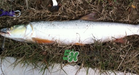 鳡魚多少錢一斤？野生鳡魚多少錢一斤