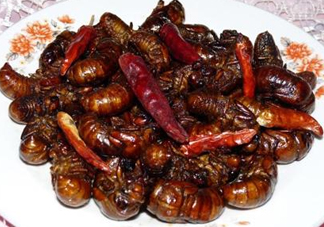 知了和蝦能一起吃嗎？知了猴能和蝦一起吃嗎？