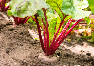 甜菜根是什么菜？甜菜根什么季節(jié)收獲