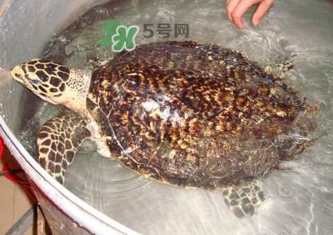 玳瑁龜好養(yǎng)嗎？養(yǎng)玳瑁龜違法嗎