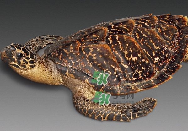 玳瑁是什么？玳瑁是國(guó)家保護(hù)動(dòng)物嗎？