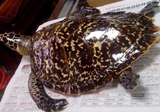 為什么玳瑁能消化玻璃？玳瑁與海龜?shù)膮^(qū)別