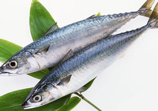 鳡魚(yú)吃什么？翹嘴魚(yú)和鳡魚(yú)有什么區(qū)別