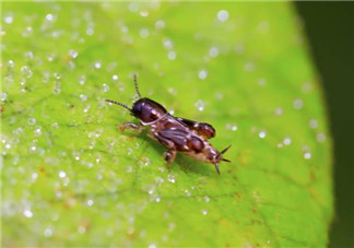 跳蚤會寄生在人身上嗎？跳蚤會在人身上存活嗎？