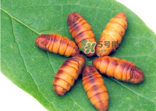 蠶蛹多少錢一斤？蠶蛹多少錢一斤2017？