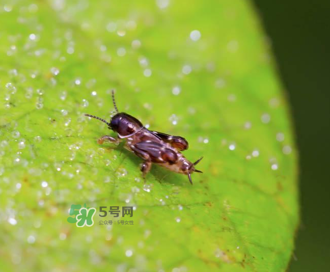 跳蚤會寄生在人身上嗎？跳蚤會在人身上存活嗎？