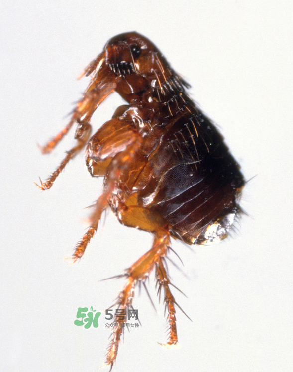 跳蚤會寄生在人身上嗎？跳蚤會在人身上存活嗎？